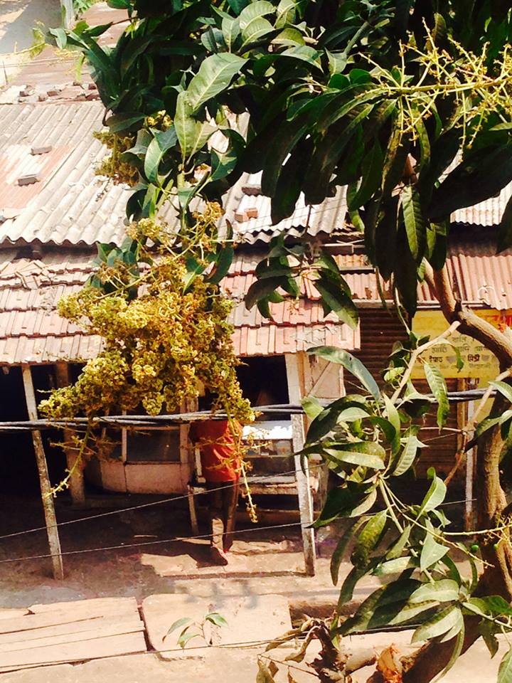 Flowering mango blossoms